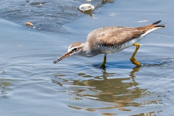 2021年5月9日(日) 谷津干潟の野鳥観察記録