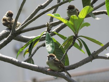 Eurasian Tree Sparrow 今川公園 Sun, 5/9/2021