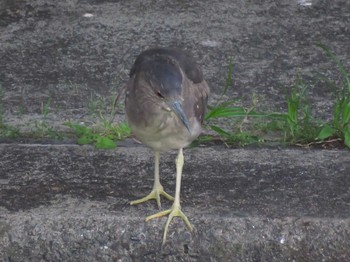 Black-crowned Night Heron 今川公園 Sun, 5/9/2021