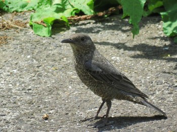 Blue Rock Thrush 今川公園 Sun, 5/9/2021