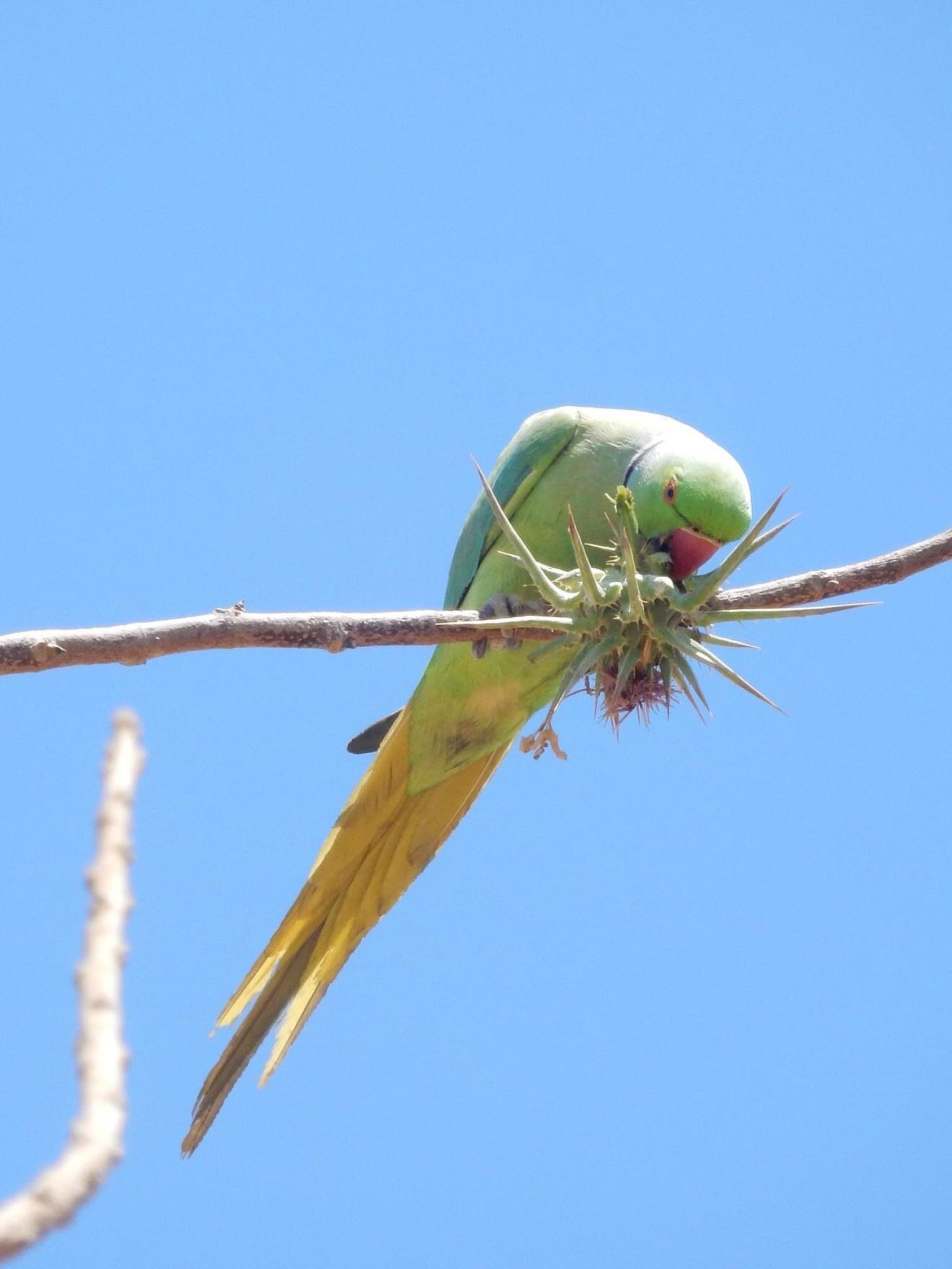 Rose-ringed Parakeet