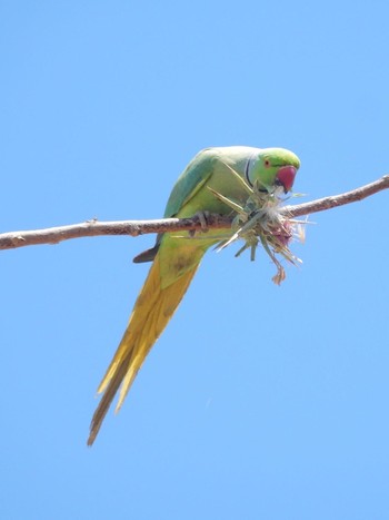 ホンセイインコ Tel Aviv, Israel  2021年5月1日(土)