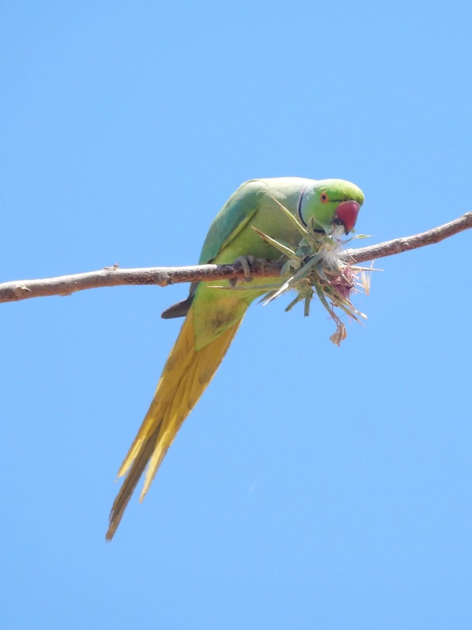 Rose-ringed Parakeet