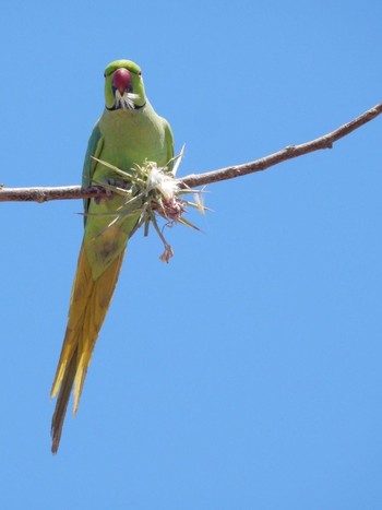 ホンセイインコ Tel Aviv, Israel  2021年5月1日(土)