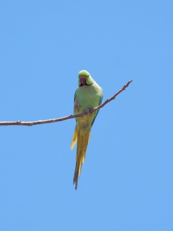 2021年5月1日(土) Tel Aviv, Israel の野鳥観察記録