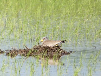 2021年5月8日(土) 浮島ヶ原自然公園の野鳥観察記録