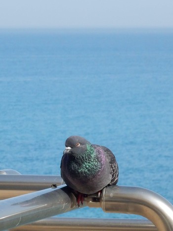 カワラバト Tel Aviv, Israel  2021年5月5日(水)