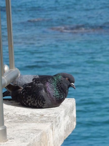 2021年5月5日(水) Tel Aviv, Israel の野鳥観察記録