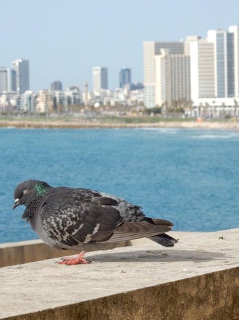 カワラバト Tel Aviv, Israel  2021年5月6日(木)