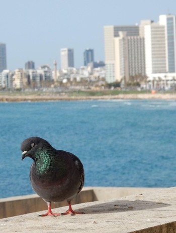 カワラバト Tel Aviv, Israel  2021年5月6日(木)