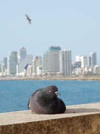 カワラバト Tel Aviv, Israel  2021年5月6日(木)