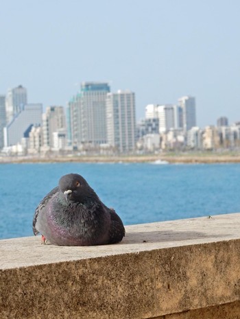 カワラバト Tel Aviv, Israel  2021年5月6日(木)