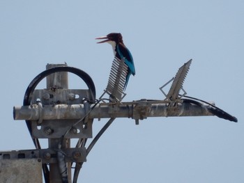 White-throated Kingfisher Tel Aviv, Israel  Sat, 5/8/2021