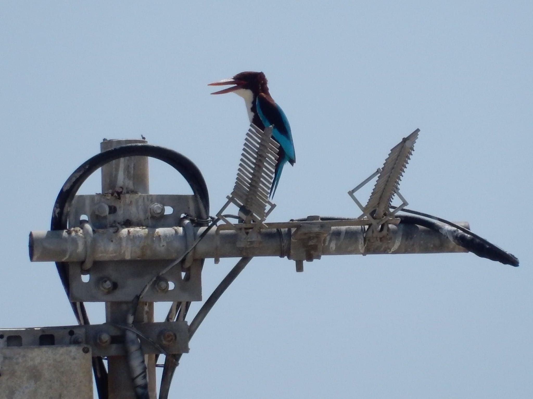 White-throated Kingfisher