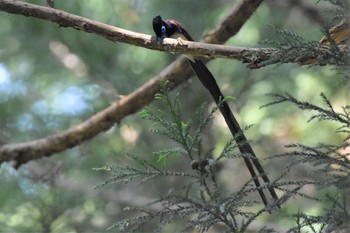 サンコウチョウ 鎌北湖 2021年5月9日(日)