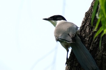 Sun, 5/9/2021 Birding report at Mizumoto Park