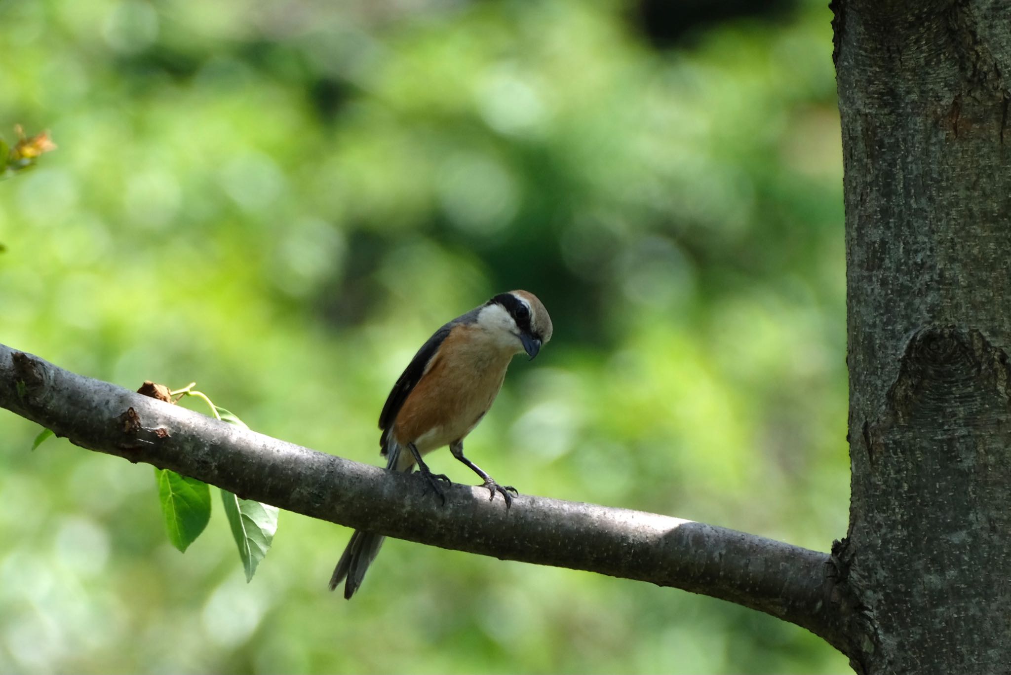 Bull-headed Shrike