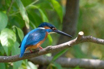 カワセミ 水元公園 2021年5月9日(日)