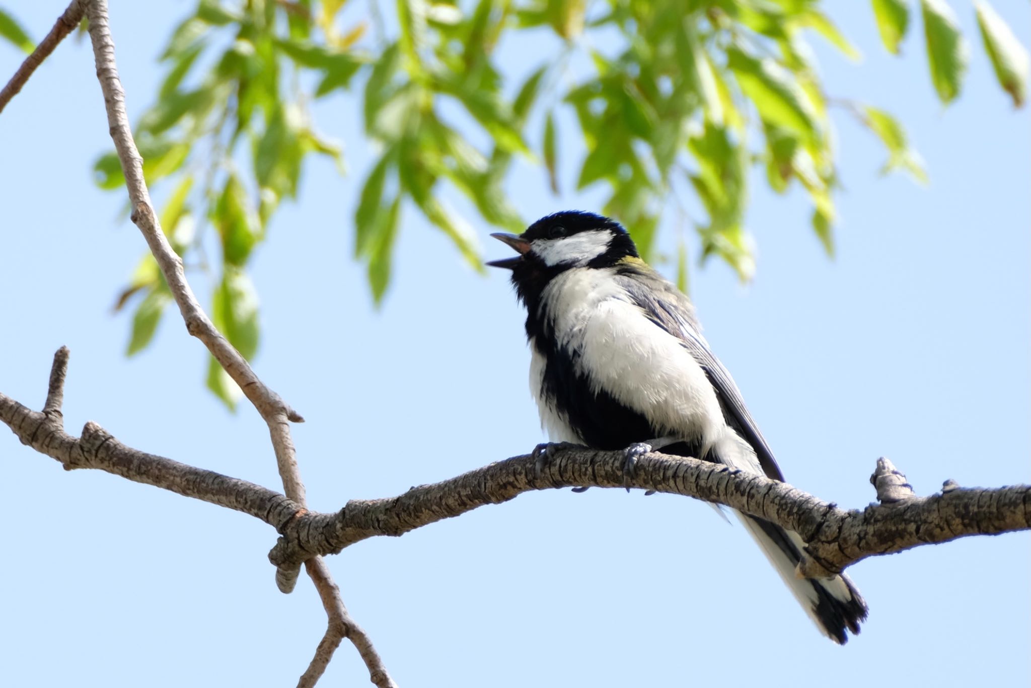 Japanese Tit