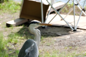 アオサギ 水元公園 2021年5月9日(日)