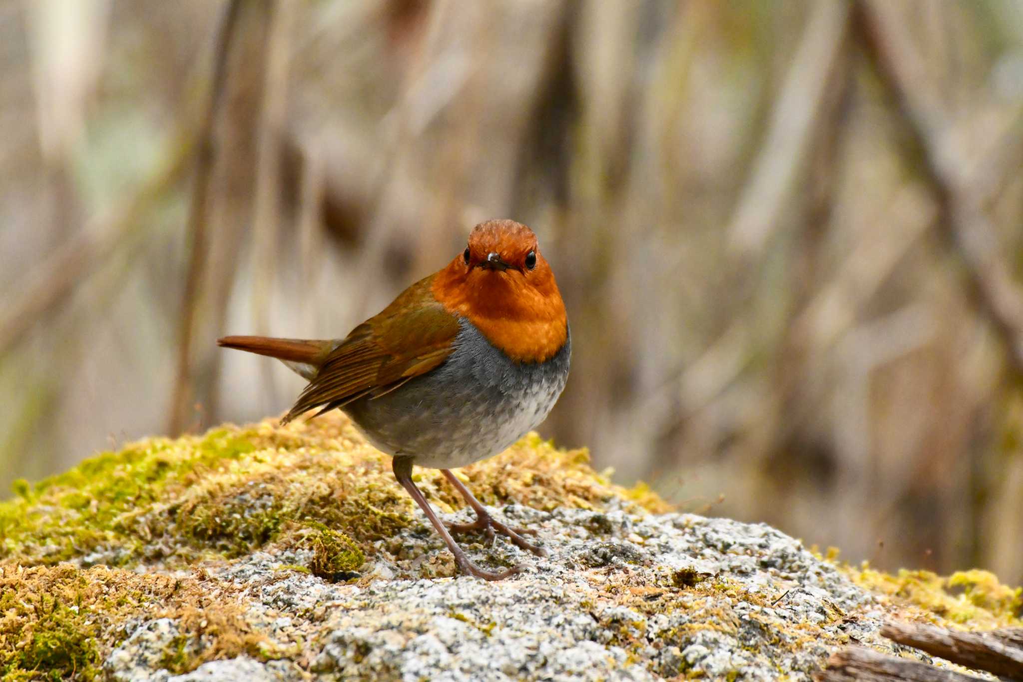 Japanese Robin