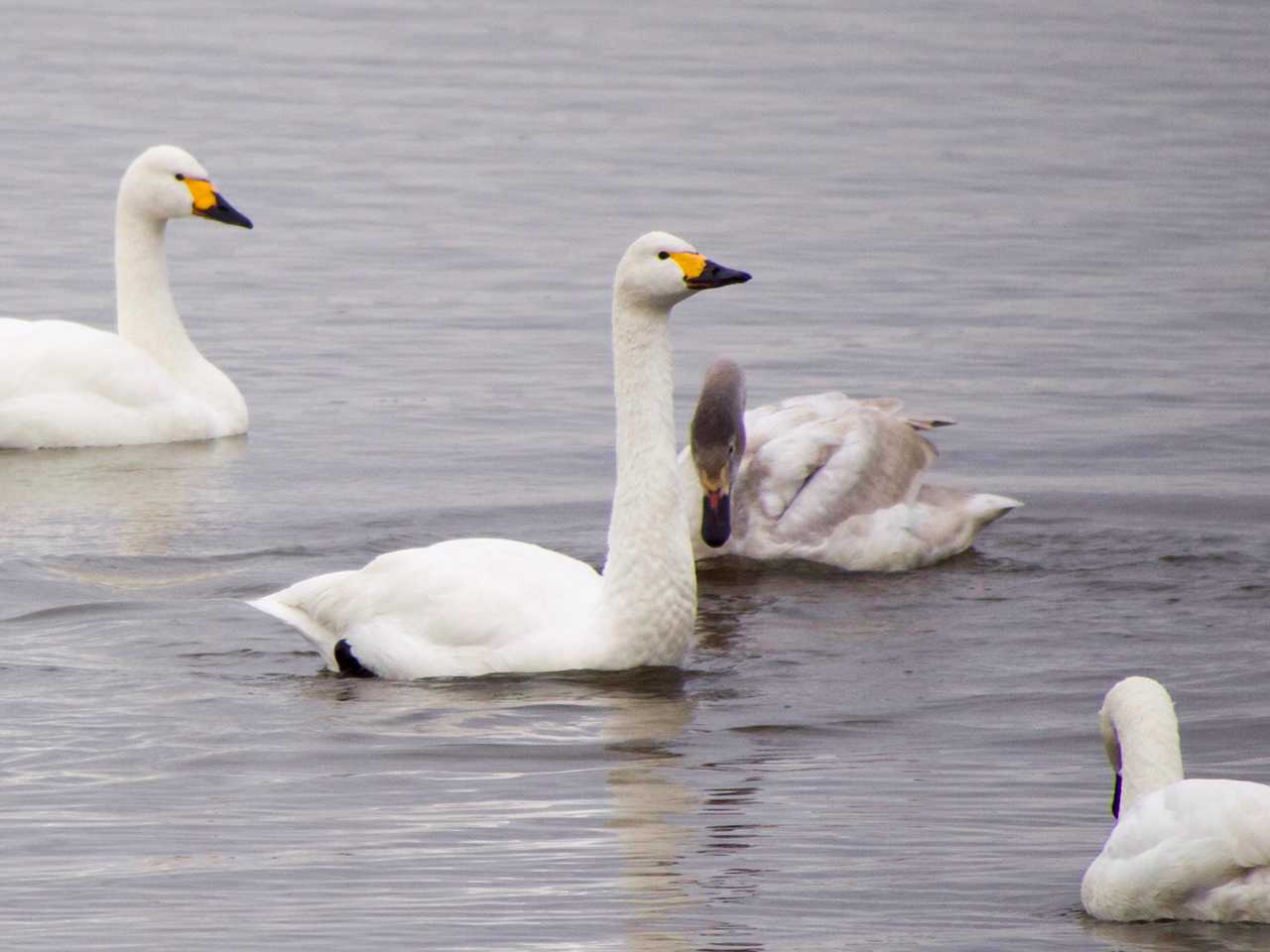 大沼(宮城県仙台市) オオハクチョウの写真 by ごりぺん