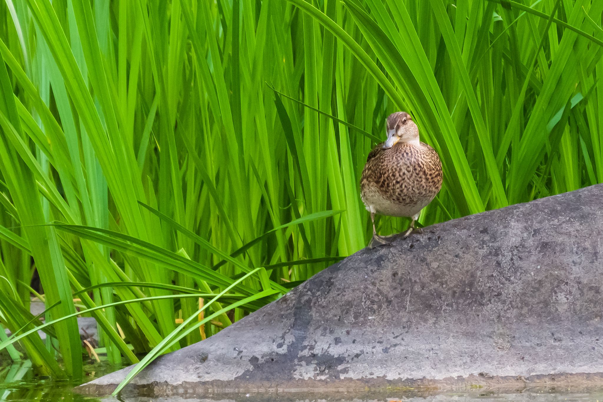 皇居付近 カルガモの写真 by Marco Birds