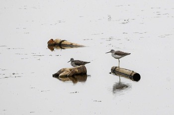 Common Greenshank Watarase Yusuichi (Wetland) Sat, 5/8/2021