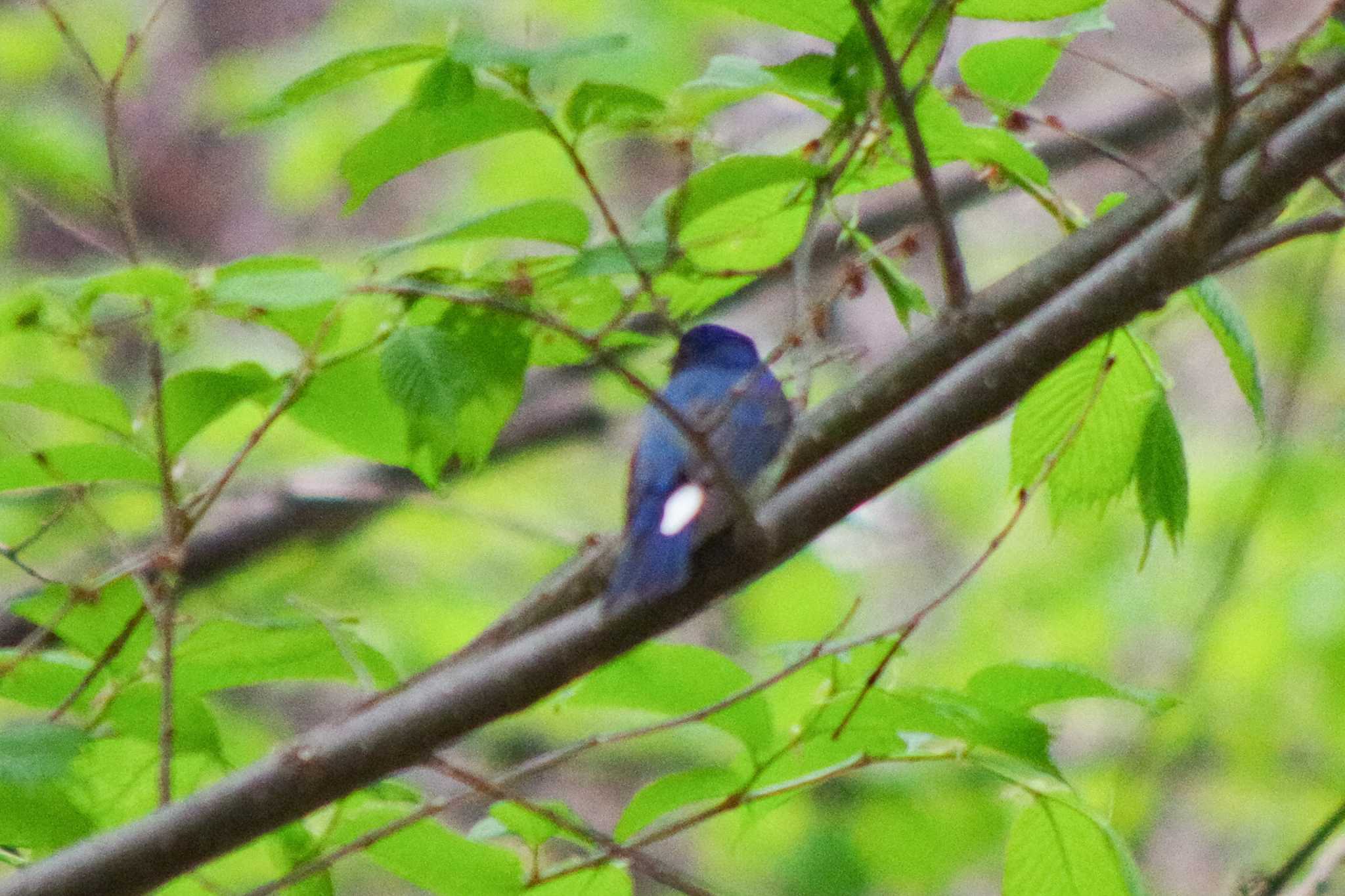 Photo of Blue-and-white Flycatcher at 三角山(札幌市西区) by 98_Ark (98ｱｰｸ)