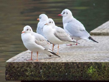 ユリカモメ 宮城県仙台市・台原森林公園 2017年1月9日(月)