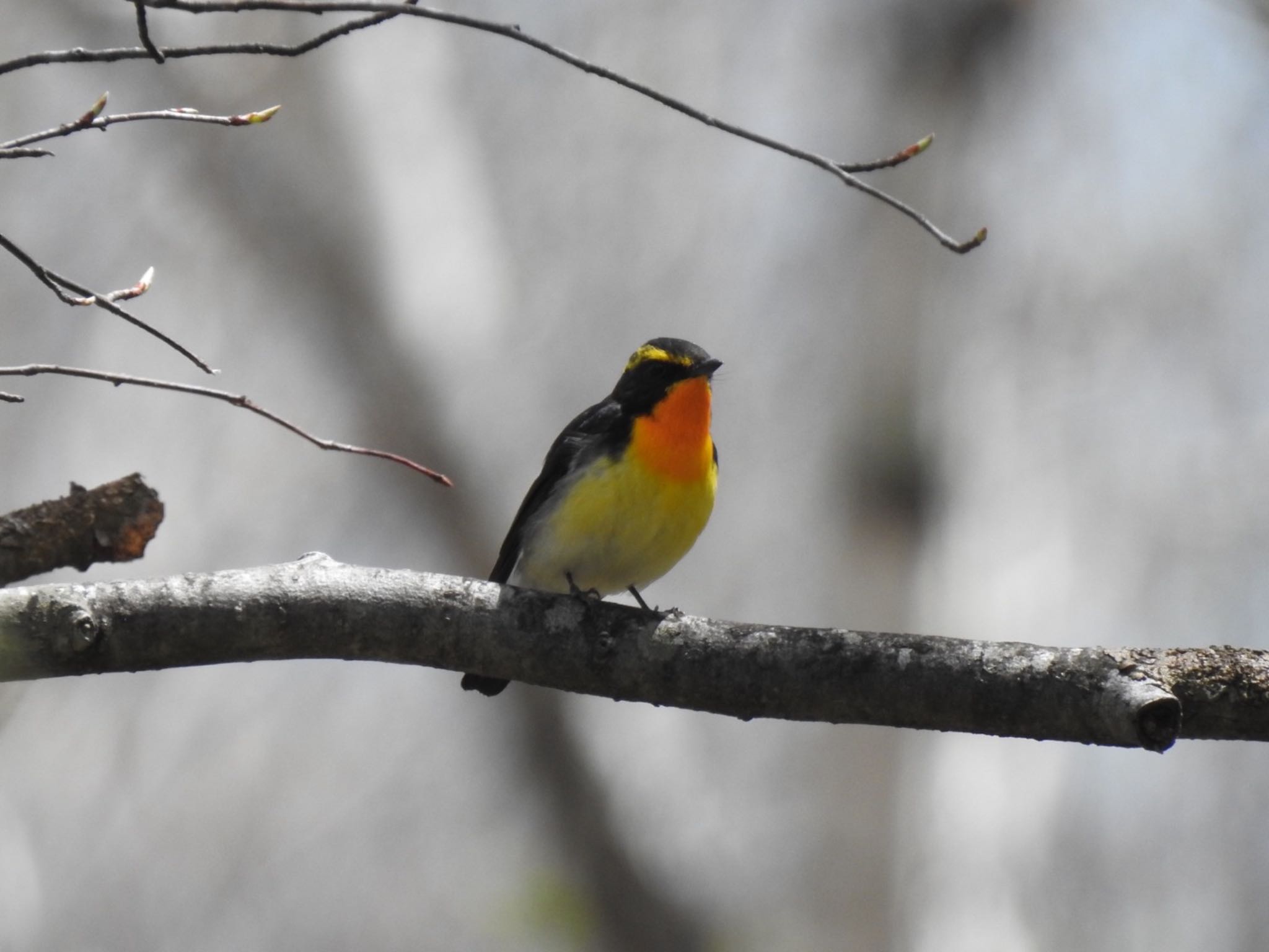 Narcissus Flycatcher