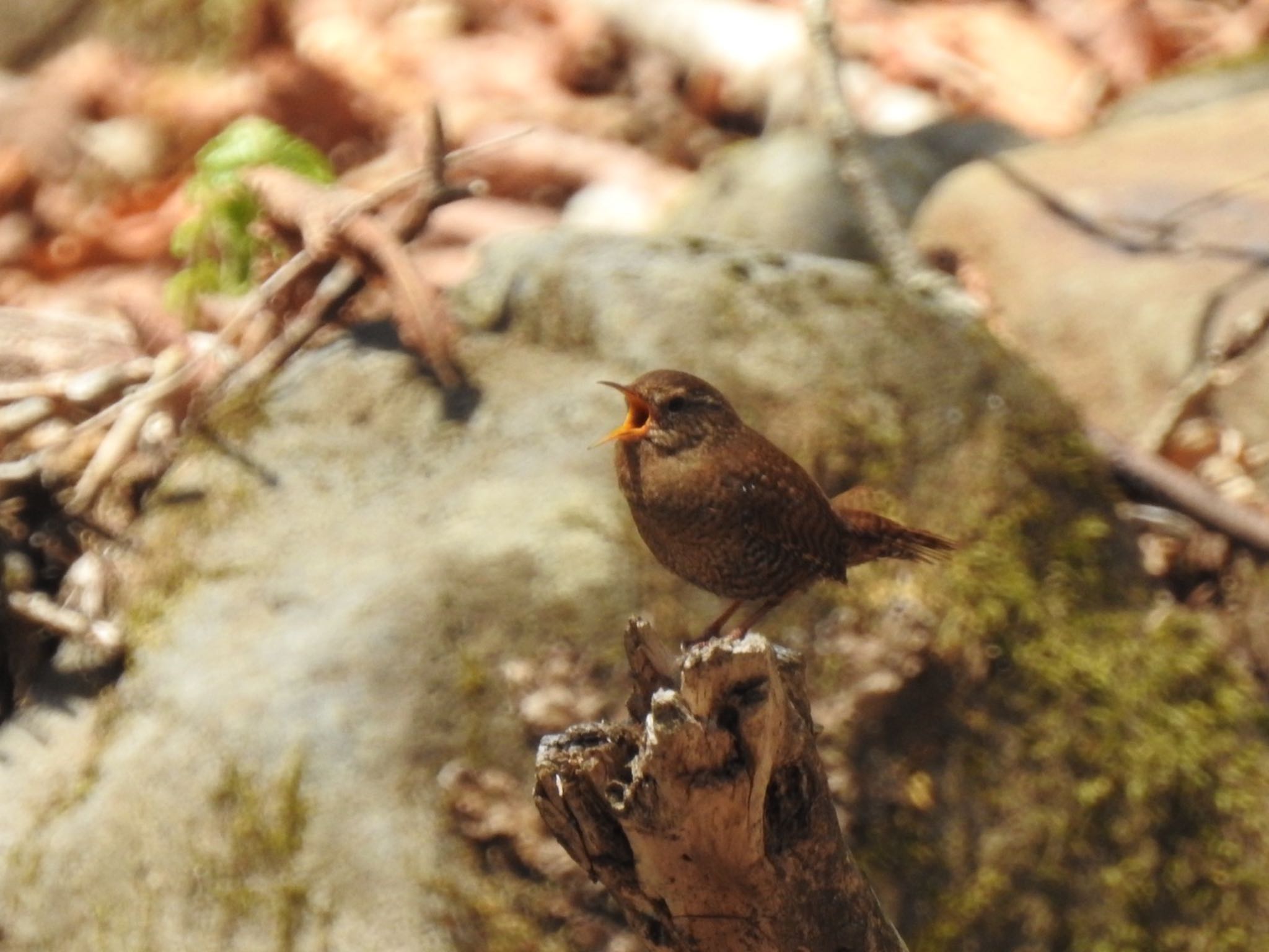 長野県 ミソサザイの写真 by da