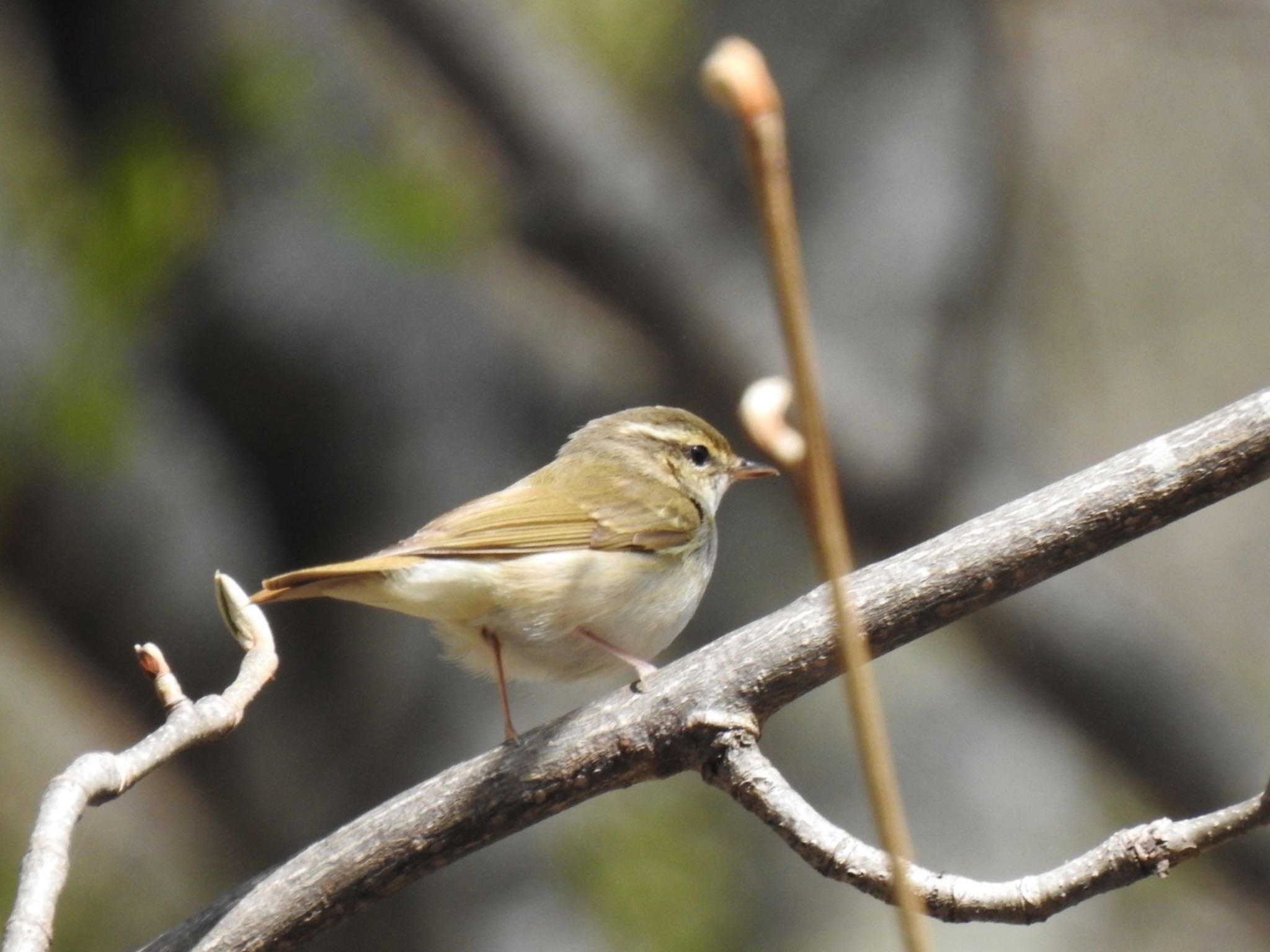 Photo of Sakhalin Leaf Warbler at 長野県 by da