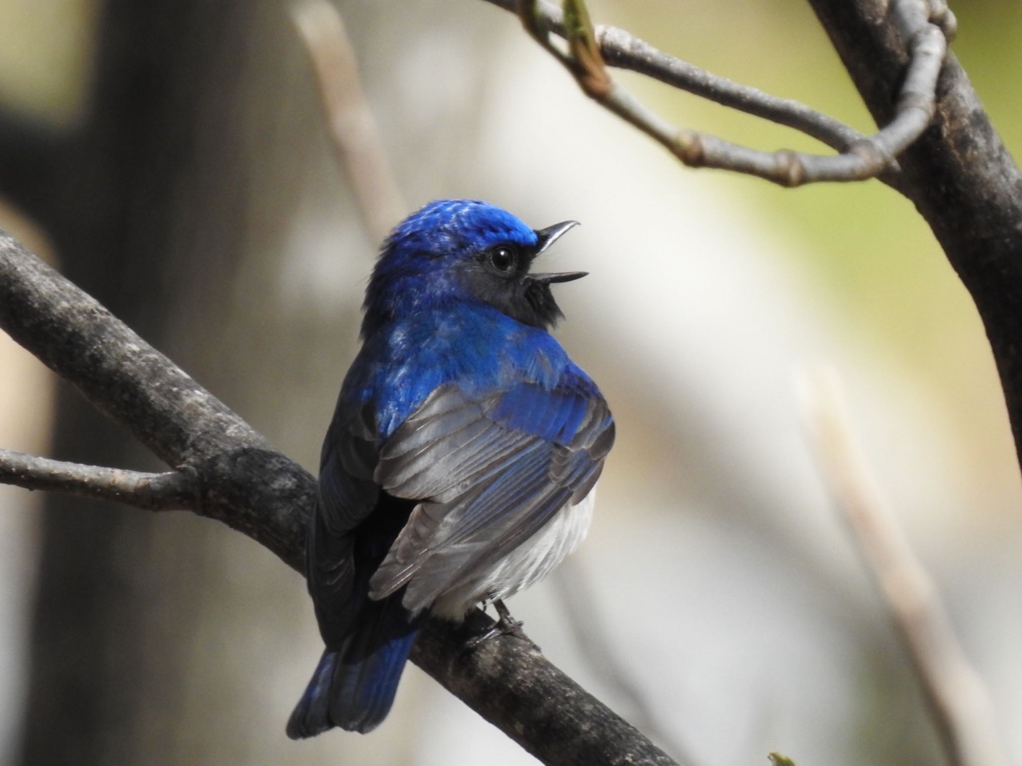 Blue-and-white Flycatcher