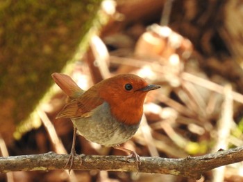 Sun, 5/9/2021 Birding report at 長野県