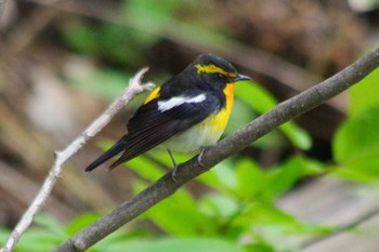 2021年5月9日(日) 三角山(札幌市西区)の野鳥観察記録