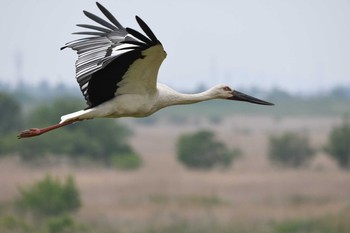 コウノトリ 渡良瀬遊水地 2021年5月8日(土)