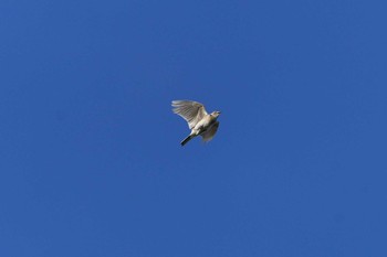 Eurasian Skylark Watarase Yusuichi (Wetland) Sun, 5/2/2021