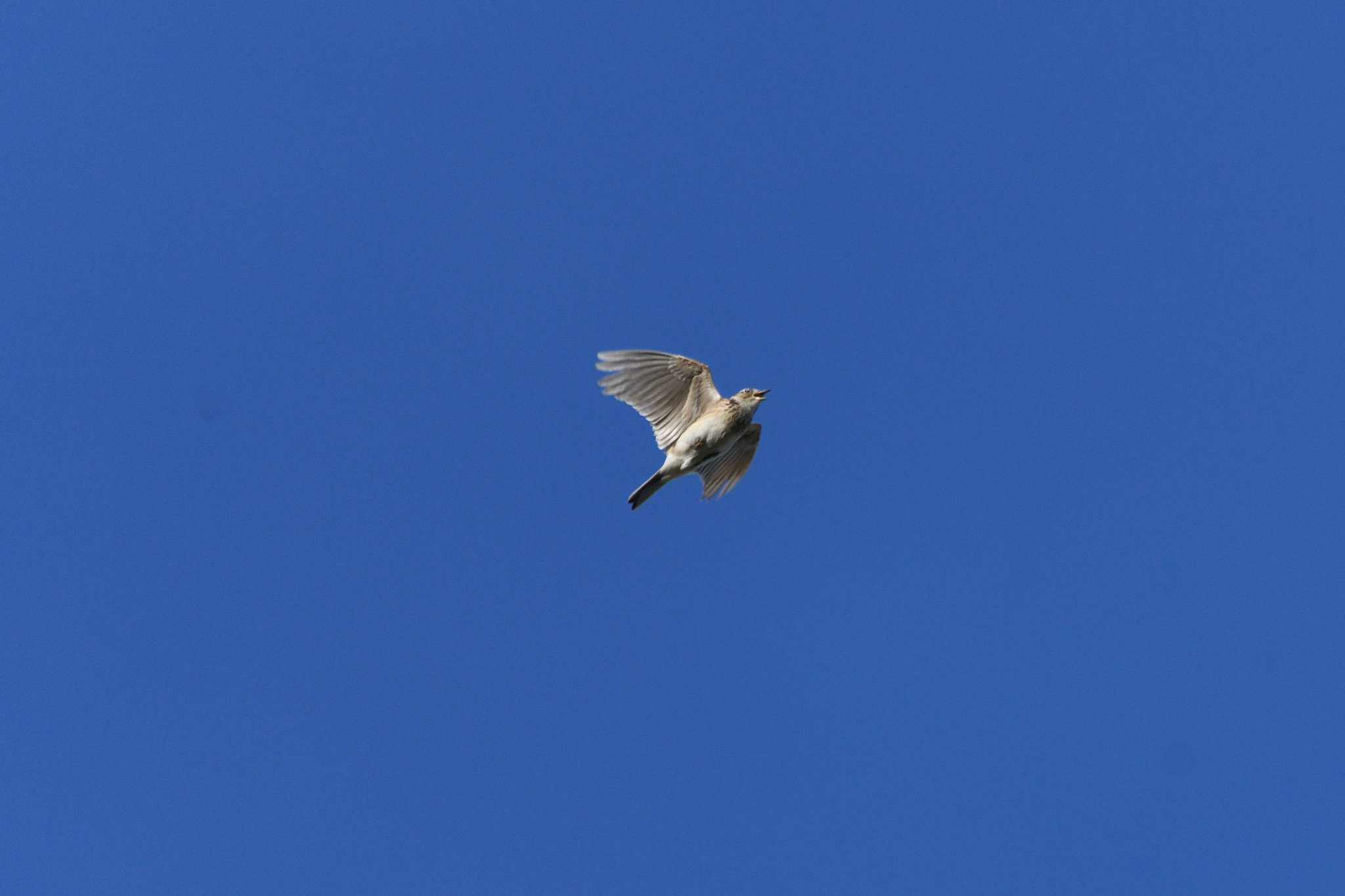 Photo of Eurasian Skylark at Watarase Yusuichi (Wetland) by すずめのお宿