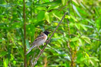 Ochre-rumped Bunting 稲敷市甘田干拓 Sun, 5/9/2021