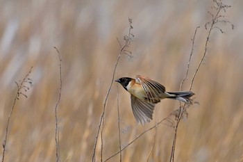 Ochre-rumped Bunting 稲敷市甘田干拓 Sun, 5/9/2021