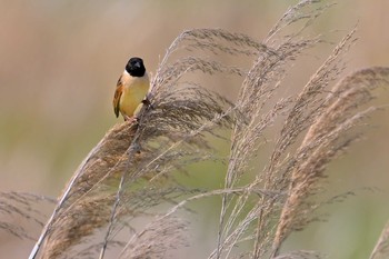 Ochre-rumped Bunting 稲敷市甘田干拓 Sun, 5/9/2021