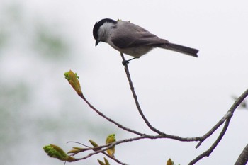 ハシブトガラ 福井緑地(札幌市西区) 2021年5月9日(日)