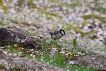 シジュウカラ 福井緑地(札幌市西区) 2021年5月9日(日)