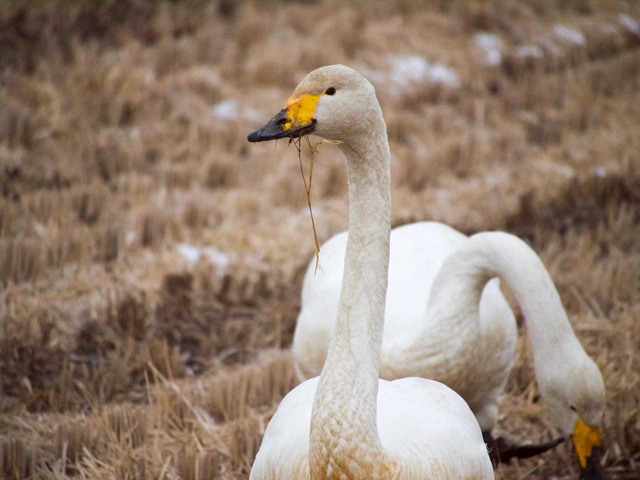 宮城県仙台市・その辺の田んぼ オオハクチョウの写真 by ごりぺん