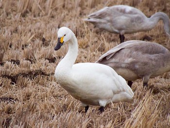 2017年1月14日(土) 宮城県仙台市・その辺の田んぼの野鳥観察記録