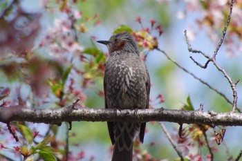 Brown-eared Bulbul 福井緑地(札幌市西区) Sun, 5/9/2021