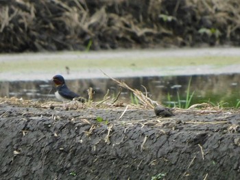 Barn Swallow 七里総合公園付近 Sat, 5/8/2021