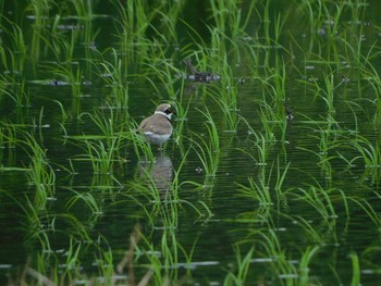 Little Ringed Plover 七里総合公園付近 Sat, 5/8/2021