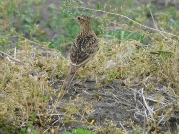 Eurasian Skylark 七里総合公園付近 Sat, 5/8/2021